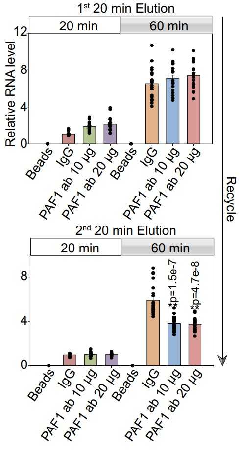 The transcription recycling assay was performed using nuclear extracts with or without PAF1 depletion.jpg